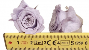 Rose-stabilsierlila-kleinkoepfig-longlife-Rosen-16-er-Pack-online-kaufen.jpg