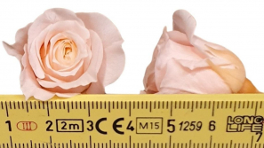 Rose-stabilsier-rosa-long-kleinkoepfig-Rosen-16-er-Pack-online-kaufen_2.jpg