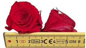Rose-stabilsiert-rot-kleinkoepfig-Rosen-16-er-Pack-online-kaufen.jpg